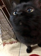 Blacki Boy - Domestic Medium Hair Cat