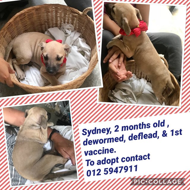 Sydney Adopted - Mixed Breed Dog