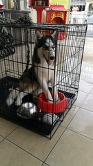 Jojo - Siberian Husky Dog