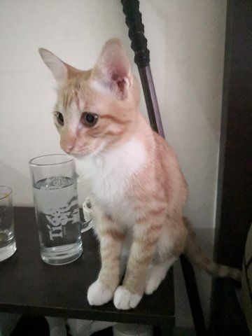 Baby - Domestic Medium Hair Cat