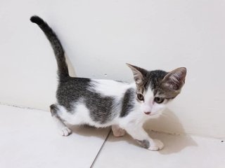 Little Miss Tiny - Domestic Short Hair Cat