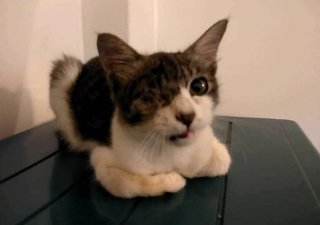 Larry - Tabby Cat