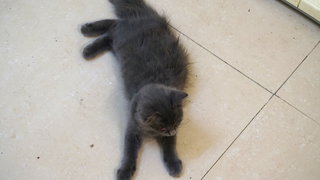 Amok - Domestic Long Hair Cat