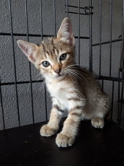 Cinderella &amp; Sister - Domestic Short Hair Cat