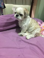 Chuppy - Shih Tzu Dog