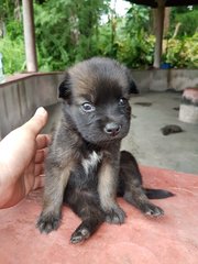 Laurel - Mixed Breed Dog