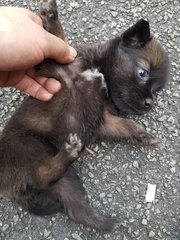 Laurel - Mixed Breed Dog