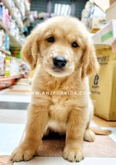 Quality Big Bone Golden Retrie2ver Pup - Golden Retriever Dog