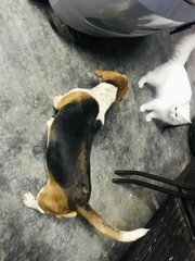 Bee Beagle - Beagle Dog