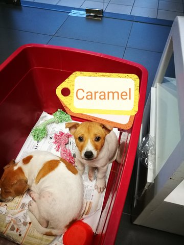 Caramel - Mixed Breed Dog