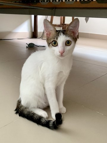 Berry - Domestic Short Hair Cat