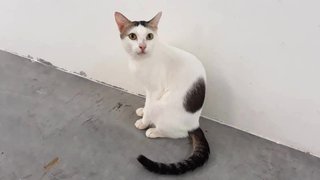 Lune - Domestic Short Hair Cat