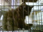 Sri Bulan *sold* - Domestic Long Hair Cat