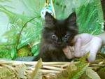 Sri Bulan *sold* - Domestic Long Hair Cat