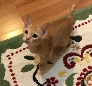 Peekaboo - Domestic Short Hair Cat
