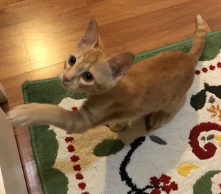 Peekaboo - Domestic Short Hair Cat