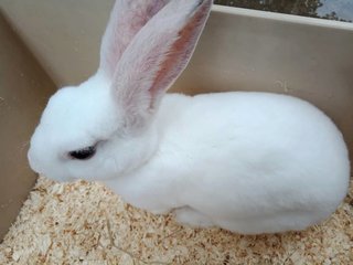 Snowy (Minirex) - Mini Rex Rabbit