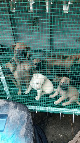 Multiple Puppies  - Mixed Breed Dog