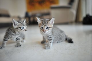 Socks &amp; Boots - Domestic Short Hair Cat