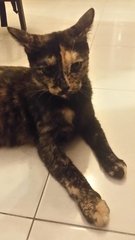 Tazzy - 1 1/2 years - Female