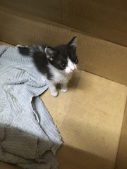 New Born Kitten - Domestic Short Hair Cat