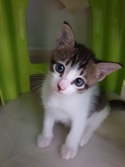 Sibling Kittens - Calico Cat