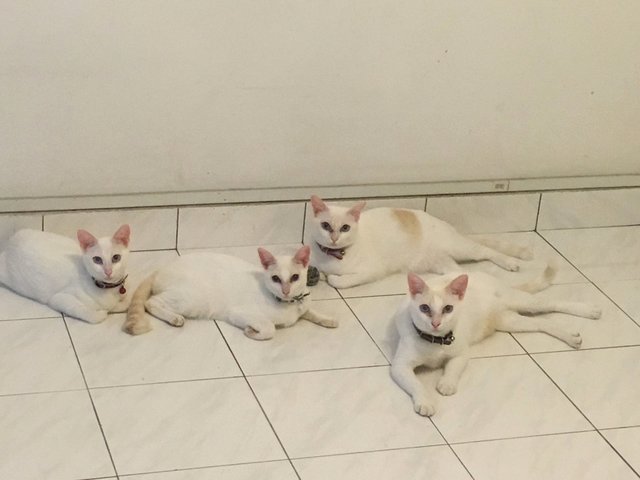 Mika, Miko, Pinko, Cucur - American Shorthair Cat