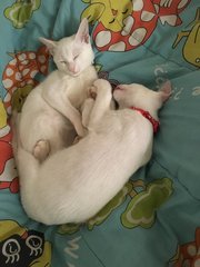 Mika, Miko, Pinko, Cucur - American Shorthair Cat