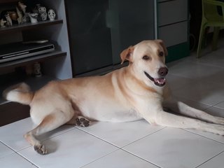 Max - Labrador Retriever Dog