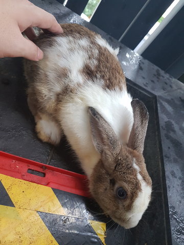 Fei Fei - Bunny Rabbit Rabbit