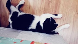 Tuxedo Boy - Domestic Short Hair Cat