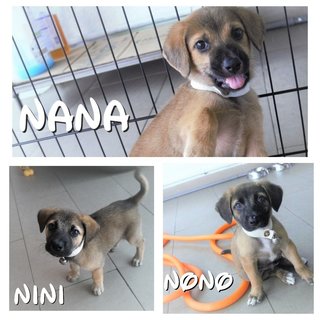 Nono, Nana &amp; Nini - Mixed Breed Dog