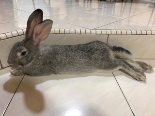 Coco - Chinchilla Rabbit