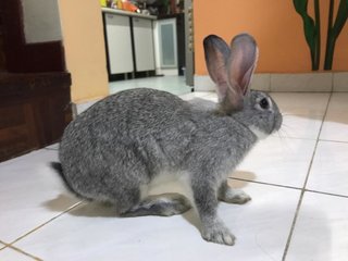 Coco - Chinchilla Rabbit