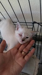 Jebat - Siamese Cat