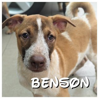 Benson, Mason &amp; Miko - Mixed Breed Dog