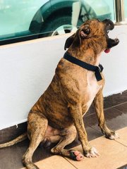 Boxy - Boxer + Pit Bull Terrier Dog