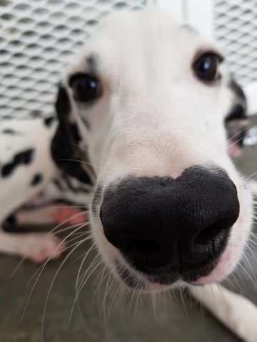 Casper - Dalmatian Dog