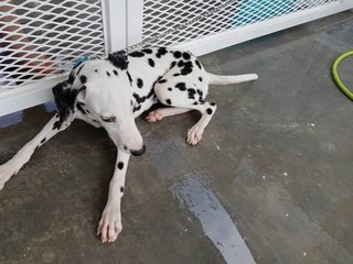 Casper - Dalmatian Dog