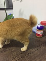 Bunny Tail - Domestic Short Hair + Tabby Cat