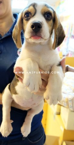 Quality Female Beagle Pup2py - Beagle Dog