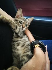 Tiger - Tabby Cat