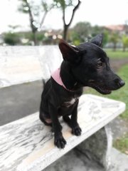 Black Girl ( Adopted ) - Mixed Breed Dog