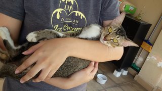 Emmy &amp; Michu - Tabby Cat