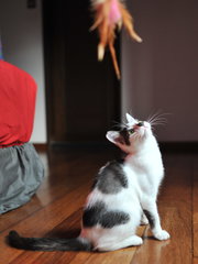 Frieda - Loves People! - Domestic Short Hair Cat