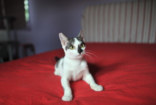 Frieda - Loves People! - Domestic Short Hair Cat