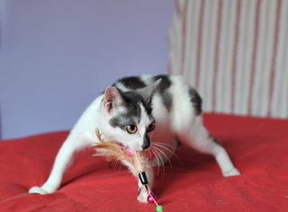 Frieda in action with her string toy!