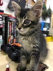 Leo - Tabby + Domestic Long Hair Cat