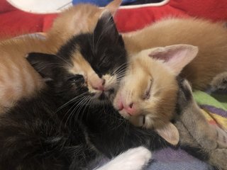 Taro And Siblings - Domestic Short Hair Cat
