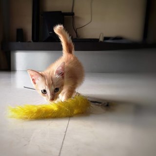 Spike - Domestic Short Hair Cat